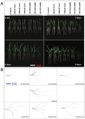 Effects of drought and salt stress on the root phenotype of wheat seedlings and underlying gene expression analysis